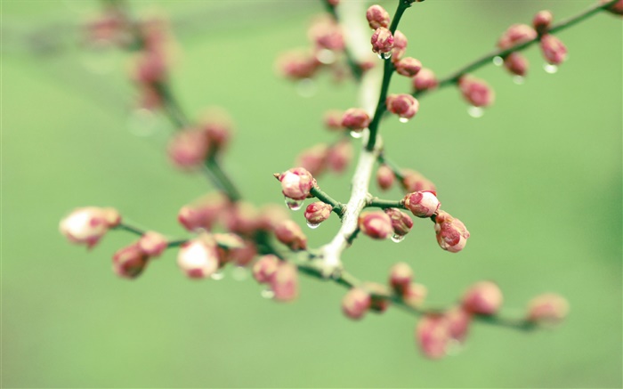 Zweige, rosa Blütenknospen, Feder Hintergrundbilder Bilder