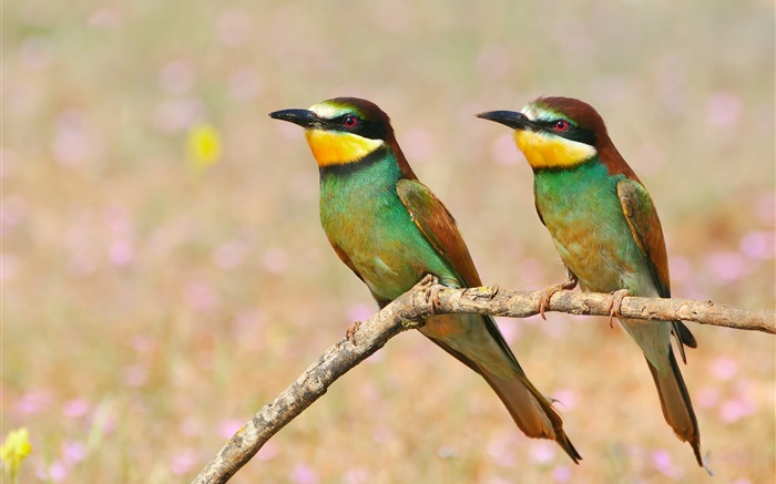 Zwei Vögel, Baumzweig Hintergrundbilder Bilder