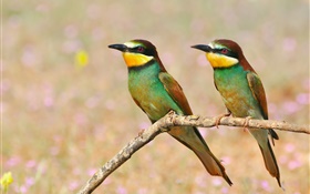 Zwei Vögel, Baumzweig HD Hintergrundbilder
