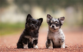 Zwei Hunde, Welpen, schwarz und grau HD Hintergrundbilder