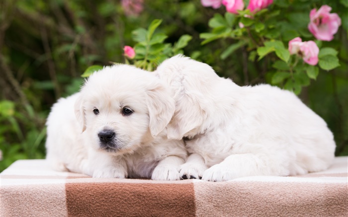 Zwei Welpen, weiße Hunde Hintergrundbilder Bilder