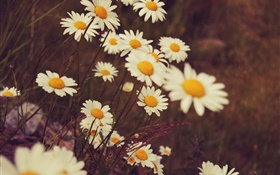 Weiße Gänseblümchen Blumen, Blütenblätter, Bokeh HD Hintergrundbilder