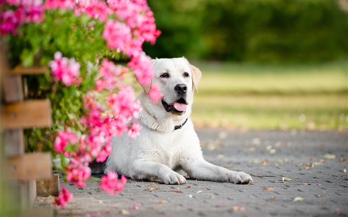 Weißer Hund, Blumen Hintergrundbilder Bilder