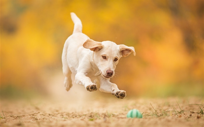 Weiß hund, welpe, springen, Ball spielen Hintergrundbilder Bilder