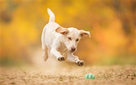 Weiß hund, welpe, springen, Ball spielen