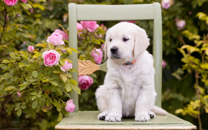 Weiß hund, welpe, Rosenblüten, Stuhl Hintergrundbilder Bilder