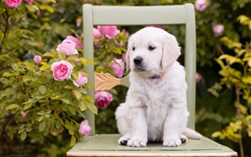 Weiß hund, welpe, Rosenblüten, Stuhl HD Hintergrundbilder