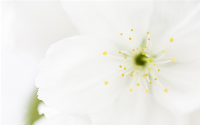 Weiße Blütenblätter close-up, Makro-Fotografie Hintergrundbilder Bilder