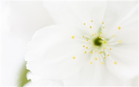 Weiße Blütenblätter close-up, Makro-Fotografie HD Hintergrundbilder