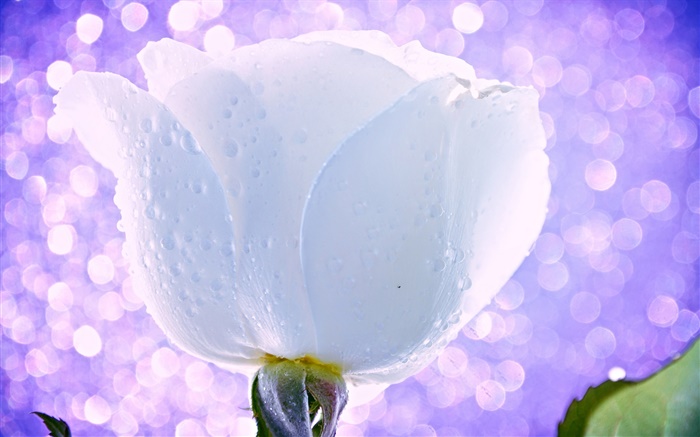 Weiße Blume, Rose, Wassertropfen, Tau, Licht, Blendung Hintergrundbilder Bilder