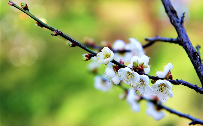 Weiße Blumen, Pflaumenblüten, Frühling Hintergrundbilder Bilder