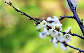 Weiße Blumen, Pflaumenblüten, Frühling HD Hintergrundbilder