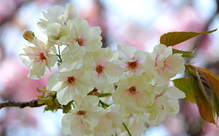 Weiß rosa Blüten, Zweigen, Blumen, Frühling Hintergrundbilder Bilder