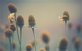 Wilde Blumen, Makro, Bokeh HD Hintergrundbilder