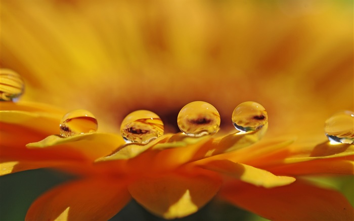 Gelbe Blume Makro, Blütenblätter, Wassertropfen Hintergrundbilder Bilder
