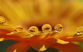 Gelbe Blume Makro, Blütenblätter, Wassertropfen HD Hintergrundbilder