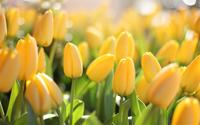 Gelbe Blumen, Tulpen, blend Hintergrundbilder Bilder