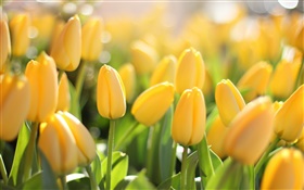 Gelbe Blumen, Tulpen, blend HD Hintergrundbilder