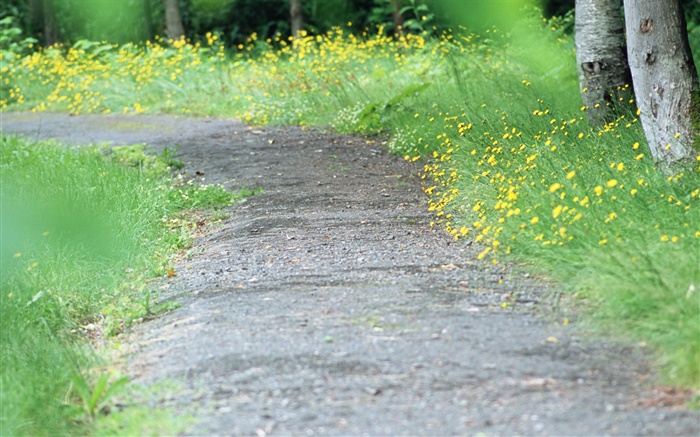 Gelbe Wildblumen, Pfad, verschwommen Hintergrundbilder Bilder