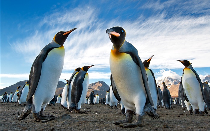 Tiere Nahaufnahme, Pinguine, Himmel, Wolken Hintergrundbilder Bilder