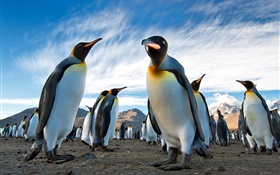 Tiere Nahaufnahme, Pinguine, Himmel, Wolken HD Hintergrundbilder