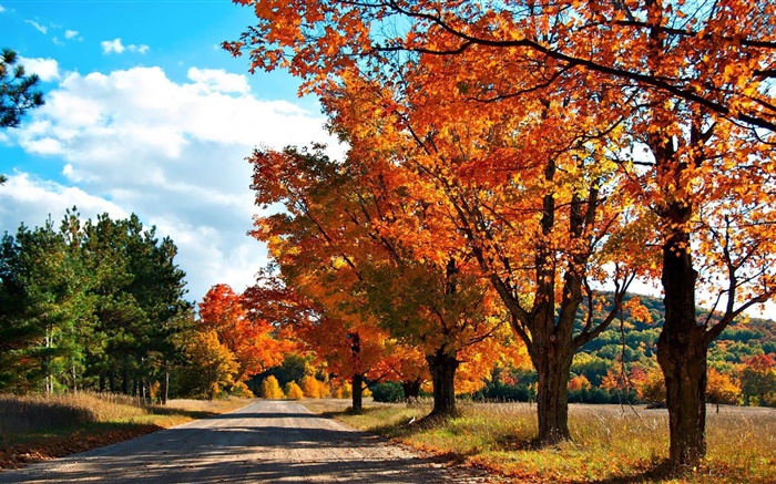 Herbst, Straße, Bäume Hintergrundbilder Bilder