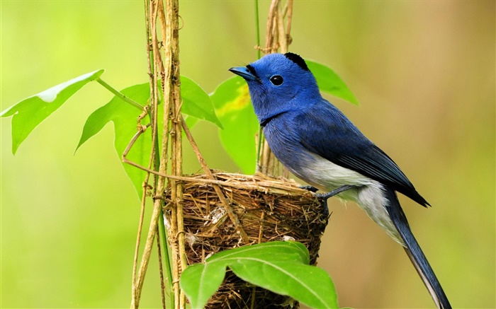 Blauer Vogel, nest, Blätter Hintergrundbilder Bilder