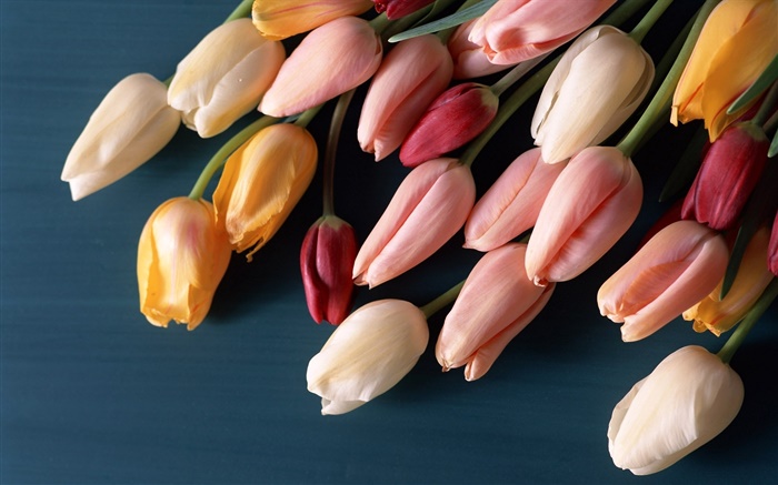 Angehende Blumen, Tulpen Hintergrundbilder Bilder
