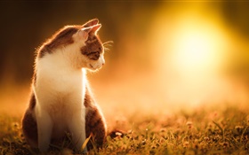 Cat bei Sonnenuntergang HD Hintergrundbilder
