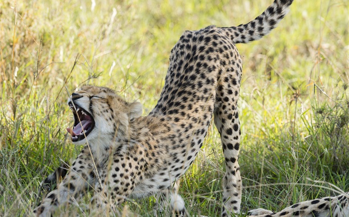 Geparden close-up, Savanne Hintergrundbilder Bilder