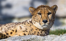 Gepard, Gesicht, Augen, Rest HD Hintergrundbilder