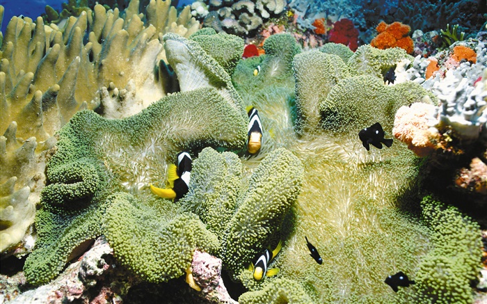 Korallen, Clownfische, Unterwasser- Hintergrundbilder Bilder