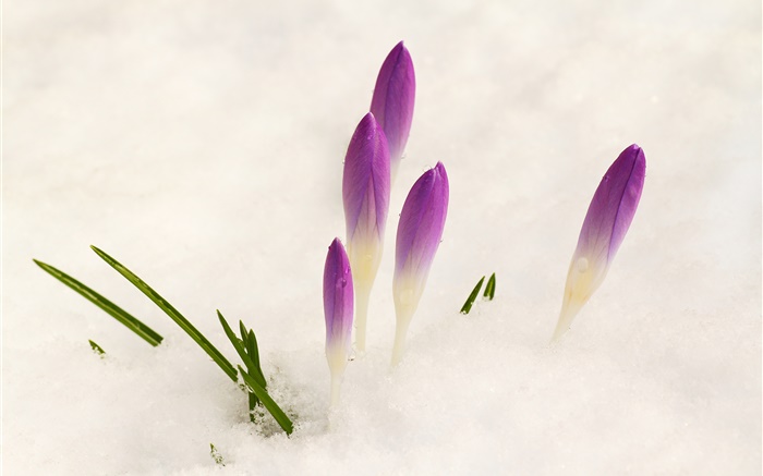 Krokus, Schnee, lila Blüten Hintergrundbilder Bilder