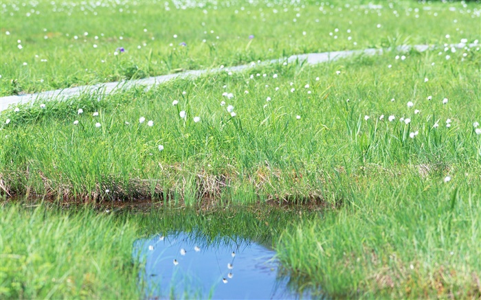Gras, Blumen, Wasser Hintergrundbilder Bilder
