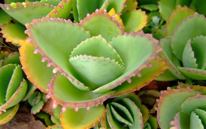 Grüne Aloe-Blätter Nahaufnahme Hintergrundbilder Bilder
