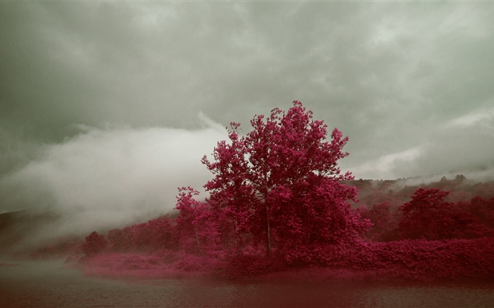 See, Nebel, Bäume, rote Blätter, Herbst Hintergrundbilder Bilder