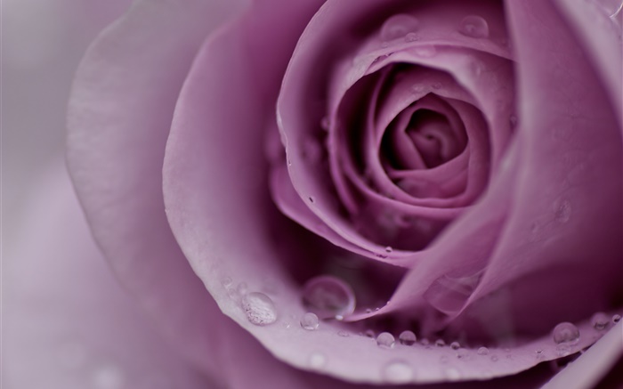 Licht lila Rose, Blütenblätter, Wassertropfen, close-up Hintergrundbilder Bilder