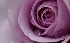 Licht lila Rose, Blütenblätter, Wassertropfen, close-up