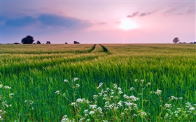 Natur Landschaft, Feld, Gras, Blumen, Sommer, Sonnenuntergang HD Hintergrundbilder