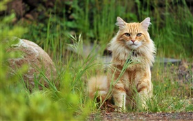 Orange Katze im Gras HD Hintergrundbilder