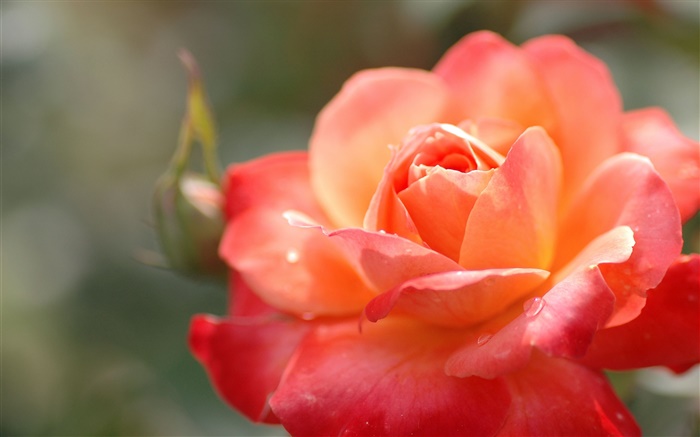 Orange rose Blume, Blütenblätter, Wassertropfen, Makro Hintergrundbilder Bilder