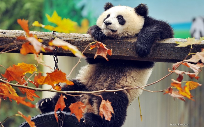 Panda Aufstieg Baum, gelbe Blätter, Herbst Hintergrundbilder Bilder