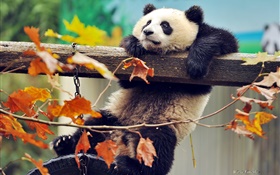 Panda Aufstieg Baum, gelbe Blätter, Herbst HD Hintergrundbilder