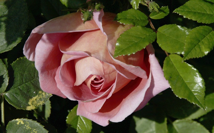 Rosa Rose, Knospen, Blätter Hintergrundbilder Bilder