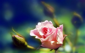 Rosa Rose Blume close-up, Knospen, Unschärfe HD Hintergrundbilder