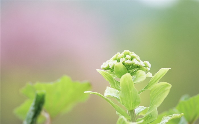 Pflanzen close-up, grüne Blumen Hintergrundbilder Bilder