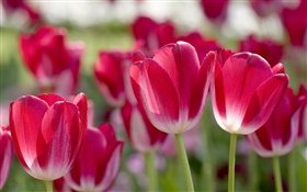 Rote Tulpen, Blütenblätter, Unschärfe HD Hintergrundbilder