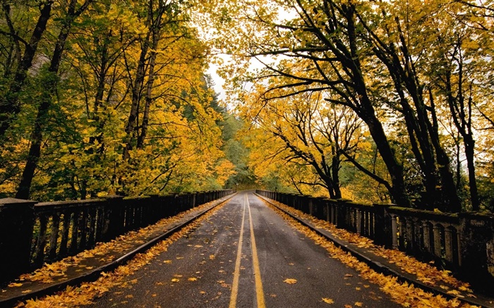 Straße, Bäume, gelbe Blätter, Herbst Hintergrundbilder Bilder