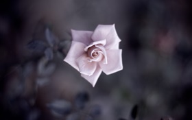 Einzelne rosa Rose, Blütenblätter, Knospe, Makro-Fotografie