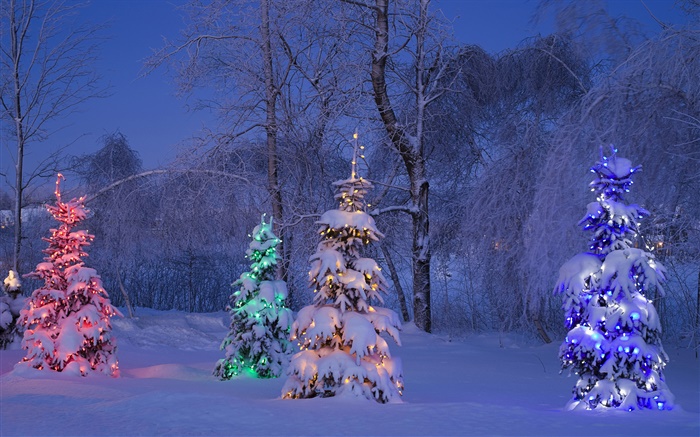 Snowy, beleuchtete bäume, winter, Kanada Hintergrundbilder Bilder
